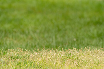 Green field and grass, Field of growing wheat in Turkey