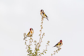 Three goldfinches perched on a branch. Goldfinch