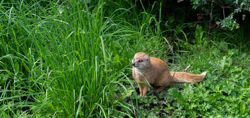 Charming Yellow Mongoose at Blijdorp Zoo, Rotterdam