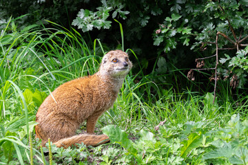 Charming Yellow Mongoose at Blijdorp Zoo, Rotterdam