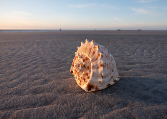 seashell on the sea beach