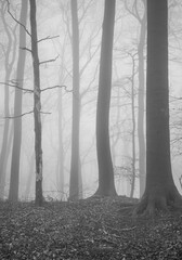 The forest in a fog.