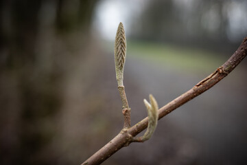 The green spring leaf in forest
