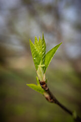 green spring leaf in sunshine