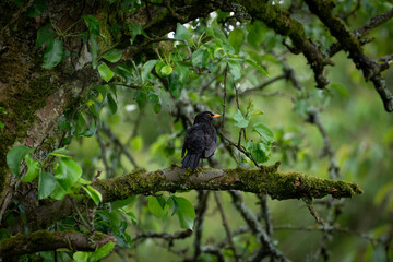 Blackbird in a tree