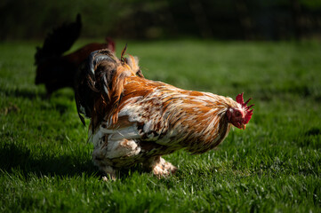 Chicken