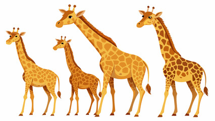 Obraz premium Giraffe Vector Set, In Different Poses Like Sitting And Standing, Collection Of Giraffe , Animal Vector 