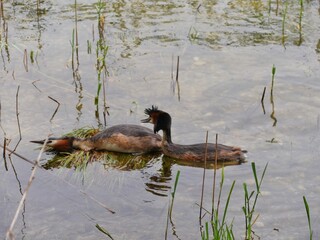 Haubentaucher bei der Begattung im flachen Wasser