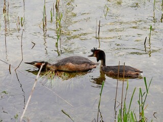 Haubentaucher bei der Begattung im flachen Wasser