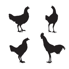 Set of vector rooster and chicken black silhouettes isolated on white background. Domestic animals hen vector illustration. hen art work.