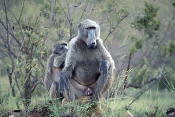 A pair of Chacma Baboons, Papio ursinus, in the Pilanesberg National Park in South Africa
