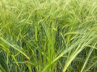 Flowing grain rye field