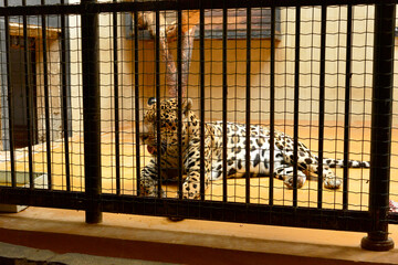 Jaguar Panthera onca near threatened species of cat in captivity in its cage behind bars in Sofia...