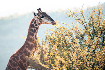 A Cape Giraffe, Giraffa giraffa, in the Pilanesberg National Park in South Africa