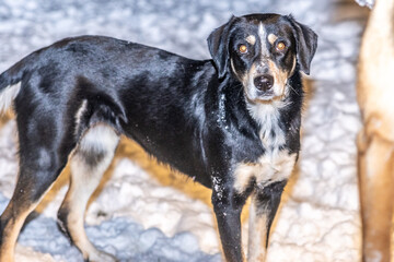 A black dog with brown markings stands in the snow