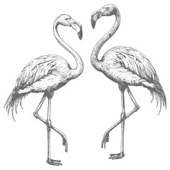 Fototapeta premium Flamingo Birds full body with engraving style black color only
