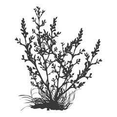 Obraz premium Silhouette seaweed plant black color only