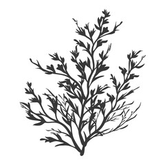 Silhouette seaweed plant black color only