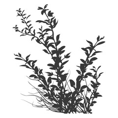 Obraz premium Silhouette seaweed plant black color only