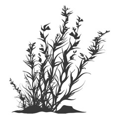 Silhouette seaweed plant black color only