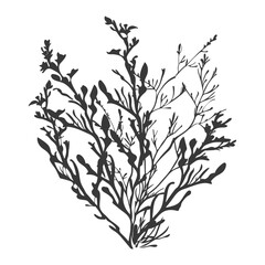 Silhouette seaweed plant black color only