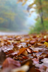 autumn leaves on the ground