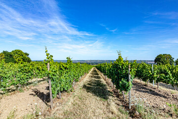 scenic vineyards in the rheingau village of Hallgarten,
