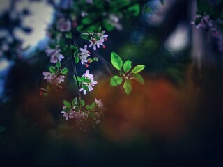 The blooming begonia flowers in spring