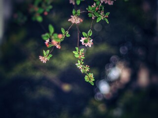 The blooming begonia flowers in spring
