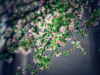 The blooming begonia flowers in spring