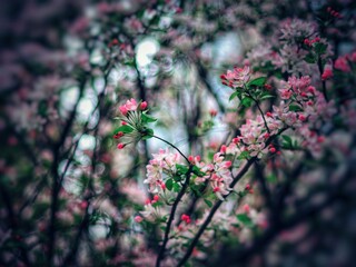 The blooming begonia flowers in spring