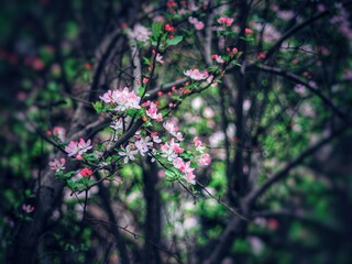 The blooming begonia flowers in spring