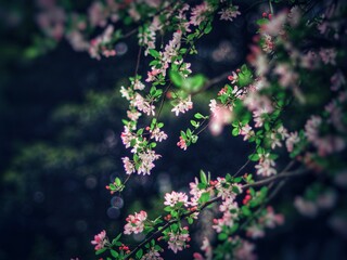 The blooming begonia flowers in spring