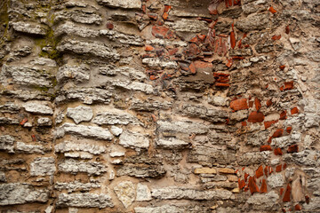 A closeup of a bedrock formation with brown wood trunks and terrestrial plants growing as...