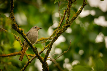 Gartenrotschwanz, weiblich (Phoenicurus phoenicurus)