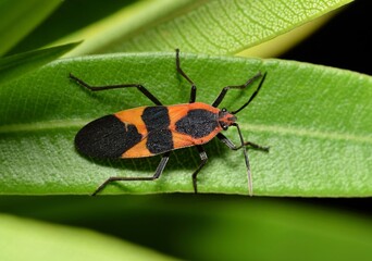 Large milkweed bug Oncopeltus fasciatus insect on oleander nature pest control Springtime.