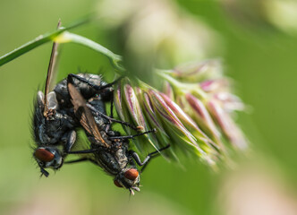 Fliegenliebesspiel