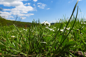 herbe  prés vert ciel nuage 
