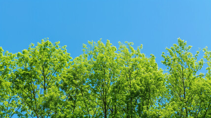 Fototapeta premium 木々と青い空