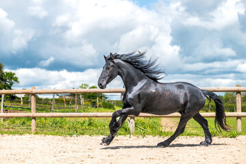 Magnifique cheval noir de race frison dans un élevage