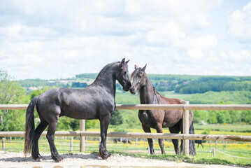 Magnifique cheval noir de race frison dans un &eacute;levage