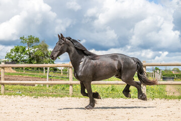 Magnifique cheval noir de race frison dans un élevage