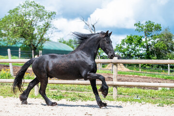 Magnifique cheval noir de race frison dans un élevage