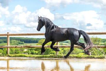 Fototapeta premium Magnifique cheval noir de race frison dans un élevage