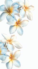 Watercolor design with white frangipani flowers. Ready to use card, template for wedding invitation, greeting, birthday etc. White background, blank space for text.	