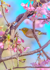 花とメジロ