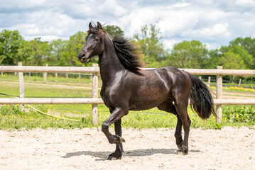 Magnifique cheval de race frison dans un élevage 