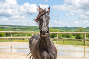 Magnifique cheval de race frison dans un élevage 