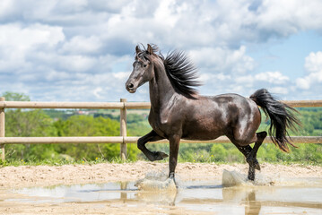 Magnifique cheval de race frison dans un élevage 