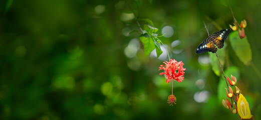 butterfly on a flower